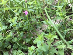 Scutellaria humilis