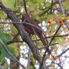 Cardinalis cardinalis