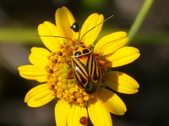 Calocoris barberi