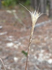 Andropogon ternarius