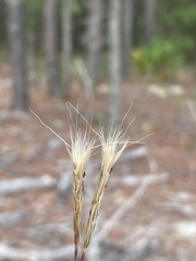 Andropogon ternarius