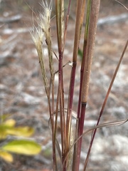 Andropogon ternarius