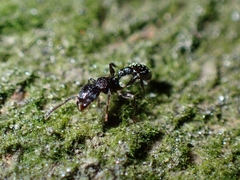 Tetramorium pacificum