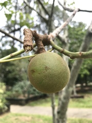 Aleurites moluccanus