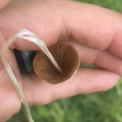 Conocybe apala albipes