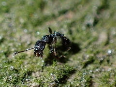 Tetramorium pacificum
