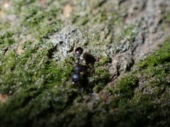 Tetramorium pacificum
