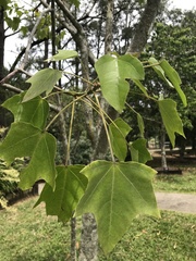 Aleurites moluccanus