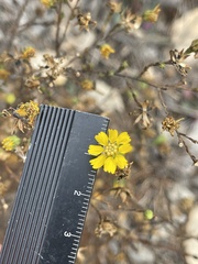 Deinandra paniculata