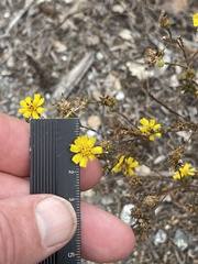 Deinandra paniculata