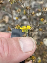 Deinandra paniculata