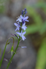 Caesia calliantha