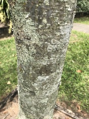 Aleurites moluccanus