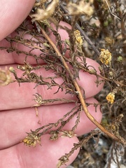 Deinandra paniculata