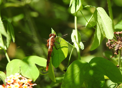 Rhodothemis lieftincki