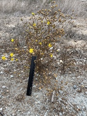 Deinandra paniculata