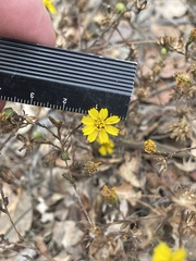 Deinandra paniculata