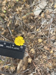 Deinandra paniculata