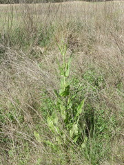 Dipsacus fullonum