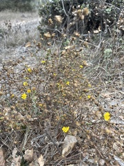 Deinandra paniculata