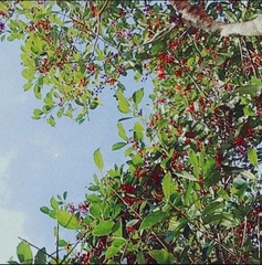 Ilex