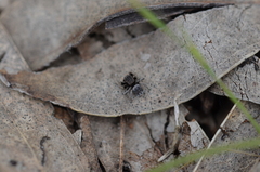 Maratus vespertilio