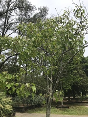 Aleurites moluccanus