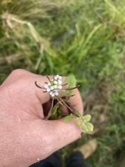Nasturtium officinale