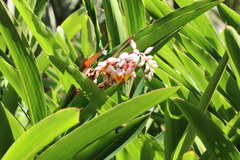 Alpinia