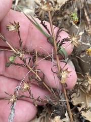 Deinandra paniculata