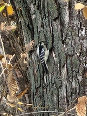Dryobates pubescens