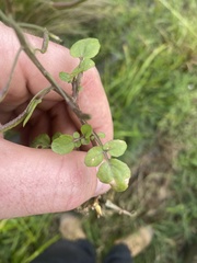 Nasturtium officinale