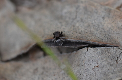 Maratus vespertilio