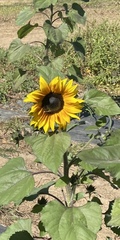 Helianthus annuus