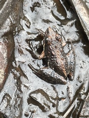 Acris gryllus dorsalis