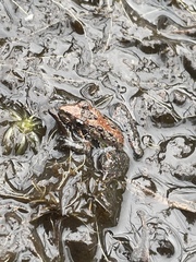 Acris gryllus dorsalis