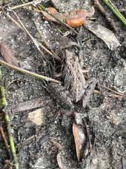 Acris gryllus dorsalis