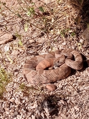 Crotalus atrox