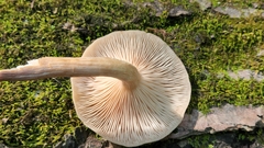 Desarmillaria caespitosa