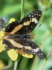 Chlosyne lacinia