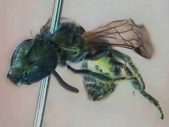 Augochloropsis metallica