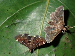 Spilomelinae
