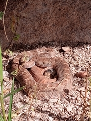 Crotalus atrox