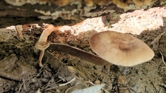 Desarmillaria caespitosa