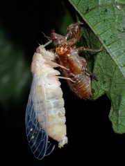 Cicadidae