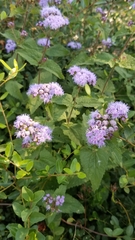 Conoclinium coelestinum