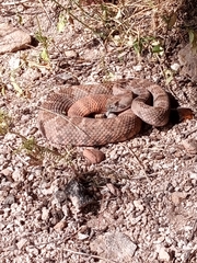 Crotalus atrox