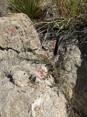 Penstemon baccharifolius