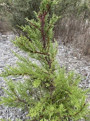 Cupressus macrocarpa
