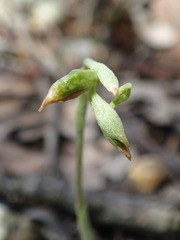 Pterostylis squamata